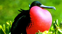 galapagos1